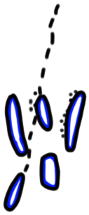 Image of the occurrence